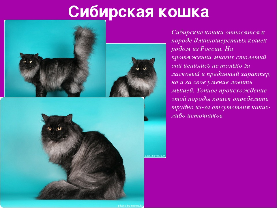 Длинношерстные породы кошек: какие породы считаются длинношерстными, особенности ухода + фото - мир кошек