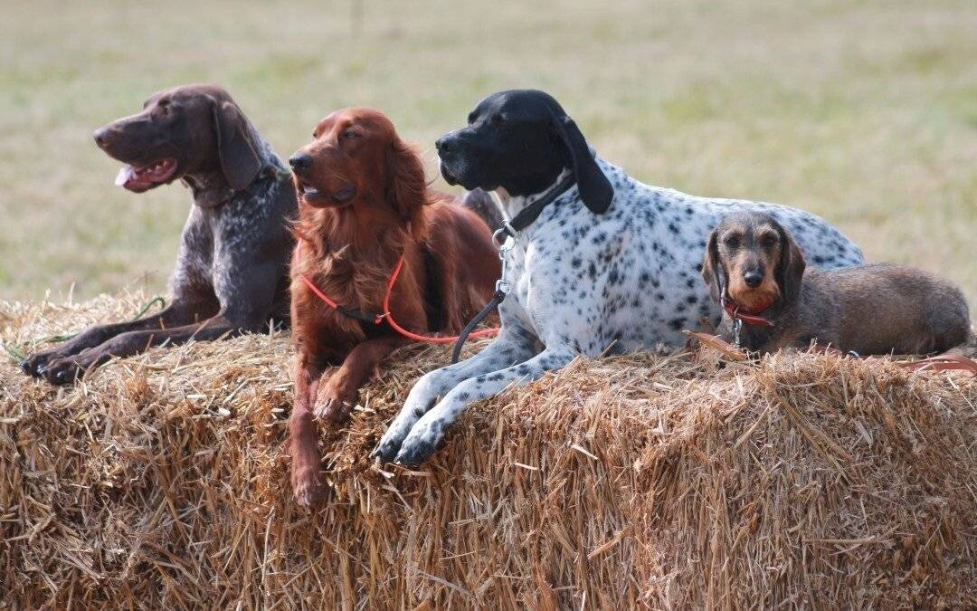 5 охотничьих пород собак, которые могут стать верными друзьями - gafki.ru