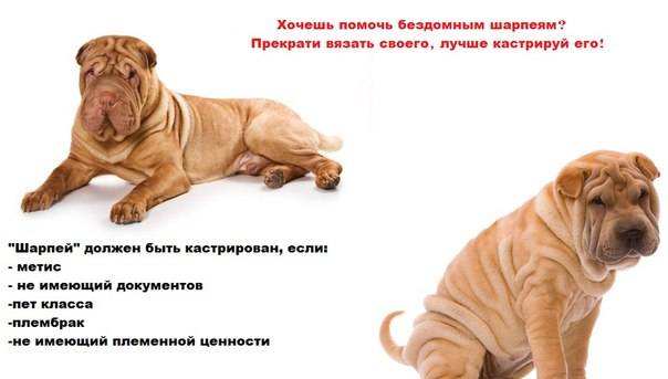 Собака шарпей: характеристика и стандарты породы, отзывы владельцев