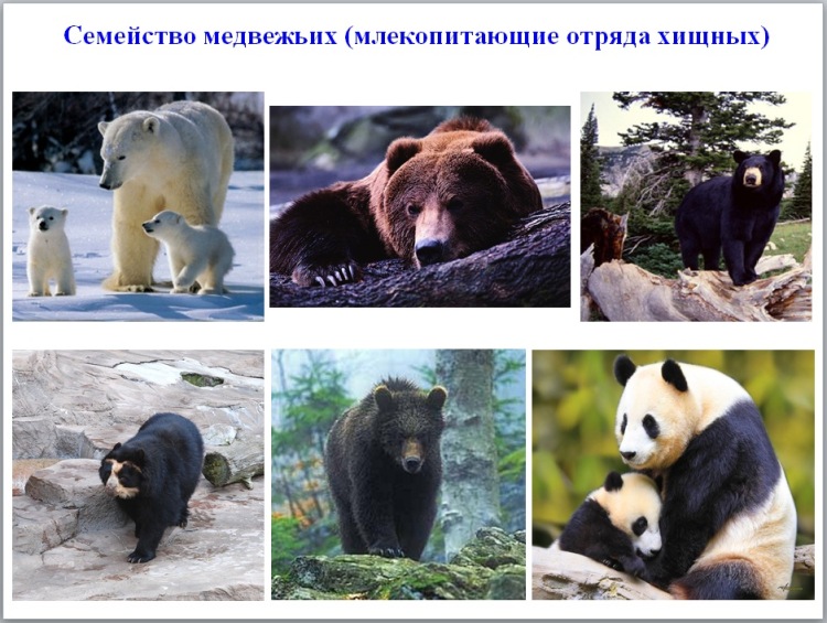 Виды медведей — описание и особенности