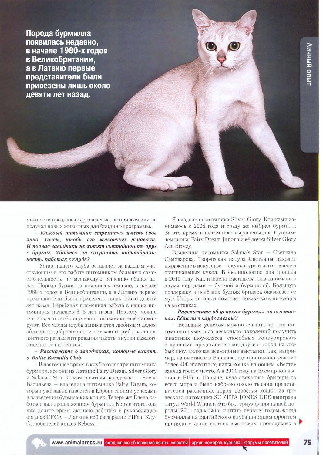 Короткошерстная и длинношерстная бурмилла: описание экстерьера с фото, характер кошки, содержание представителей породы