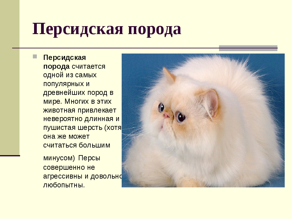 Персидская кошка: фото, характеристика породы, сколько стоит котенок?_ | wwwcat.ru