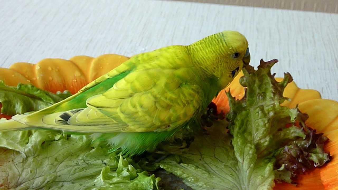 Попугайчики волнушки. Волнистый попугай купается. Попугай ест зелень. Попугай ест салат. Какую траву давать попугаям