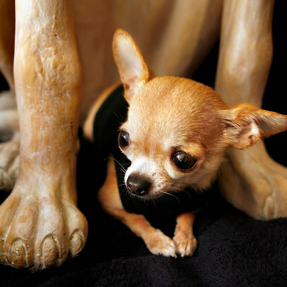 Самая маленькая собака в мире книга рекордов гиннесса фото