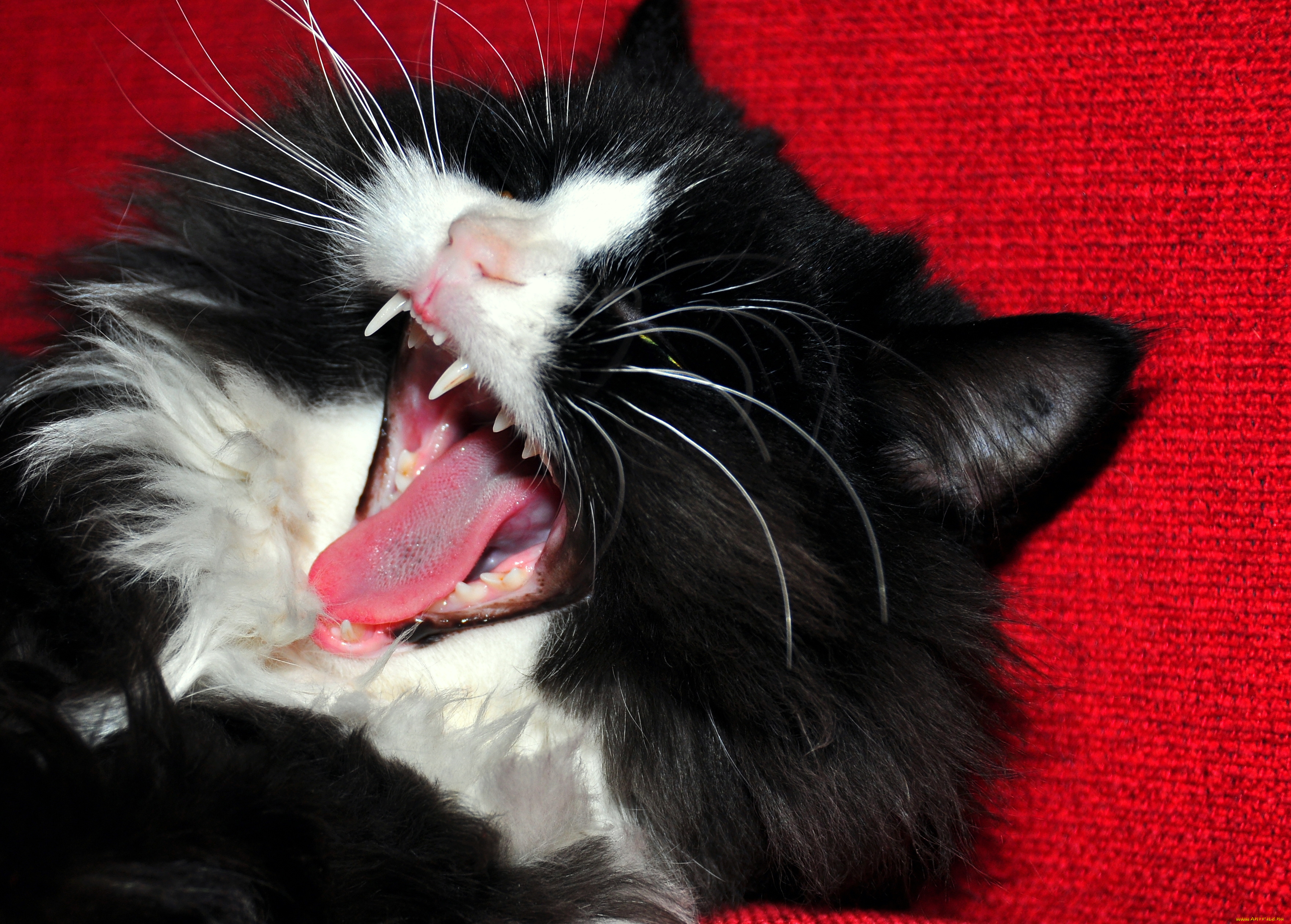 Язык кошек: строение и заболевания | ваши питомцы
