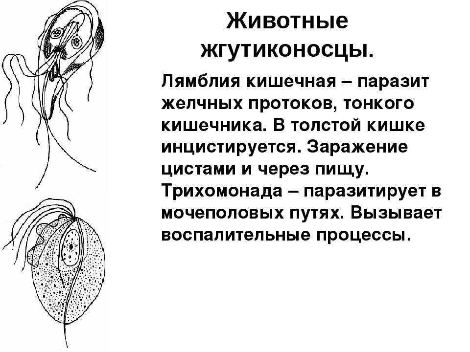 Лямблия рисунок с подписями