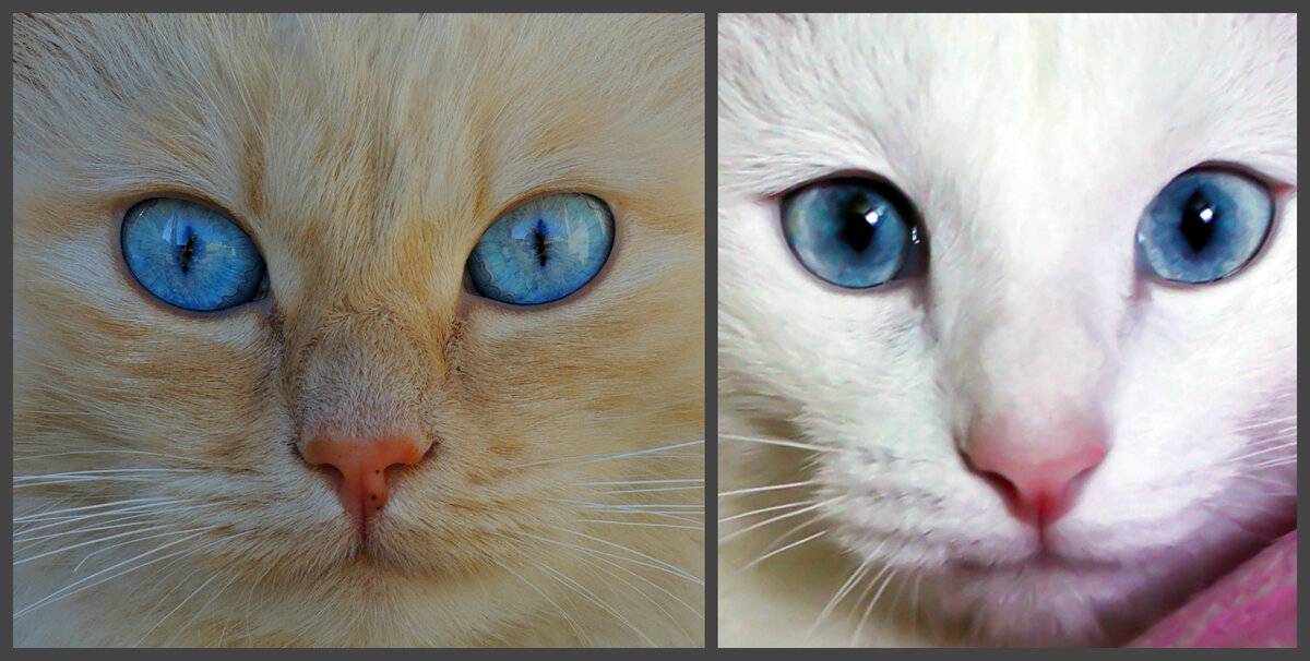 Когда и почему меняется цвет глаз у котят