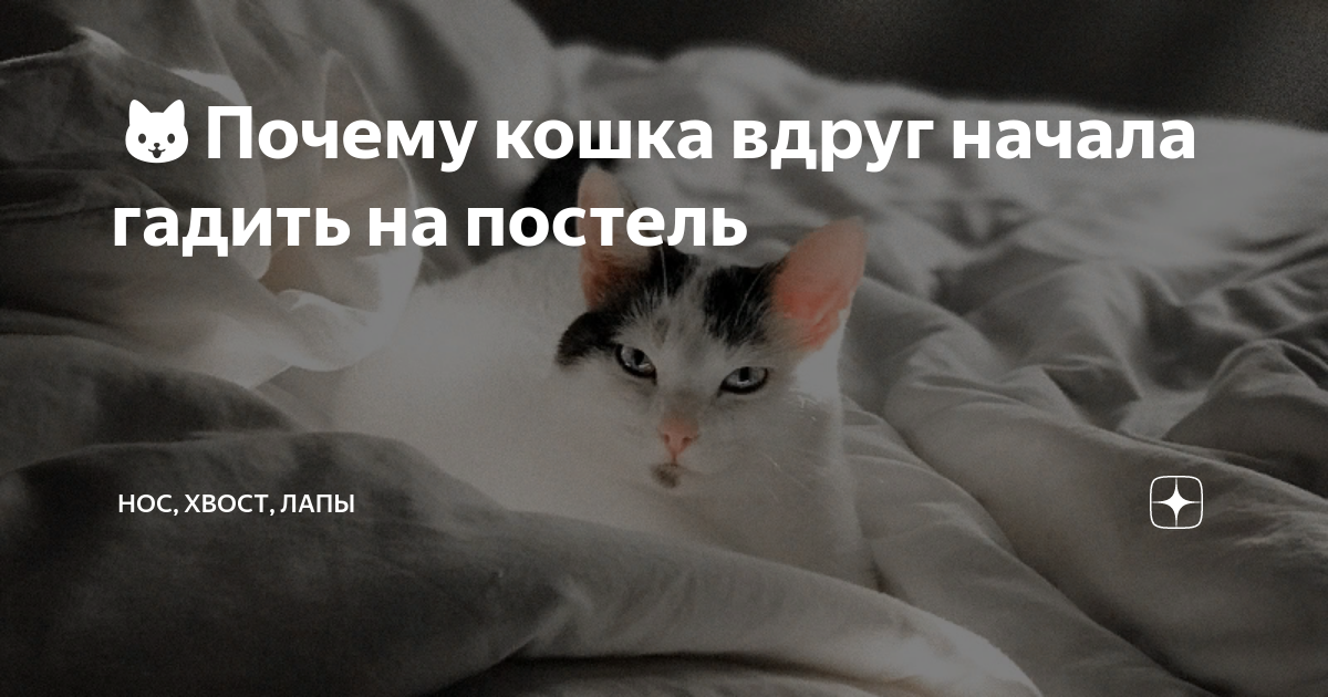 Кошка гадит на кровать. несколько причин которые помогут понять