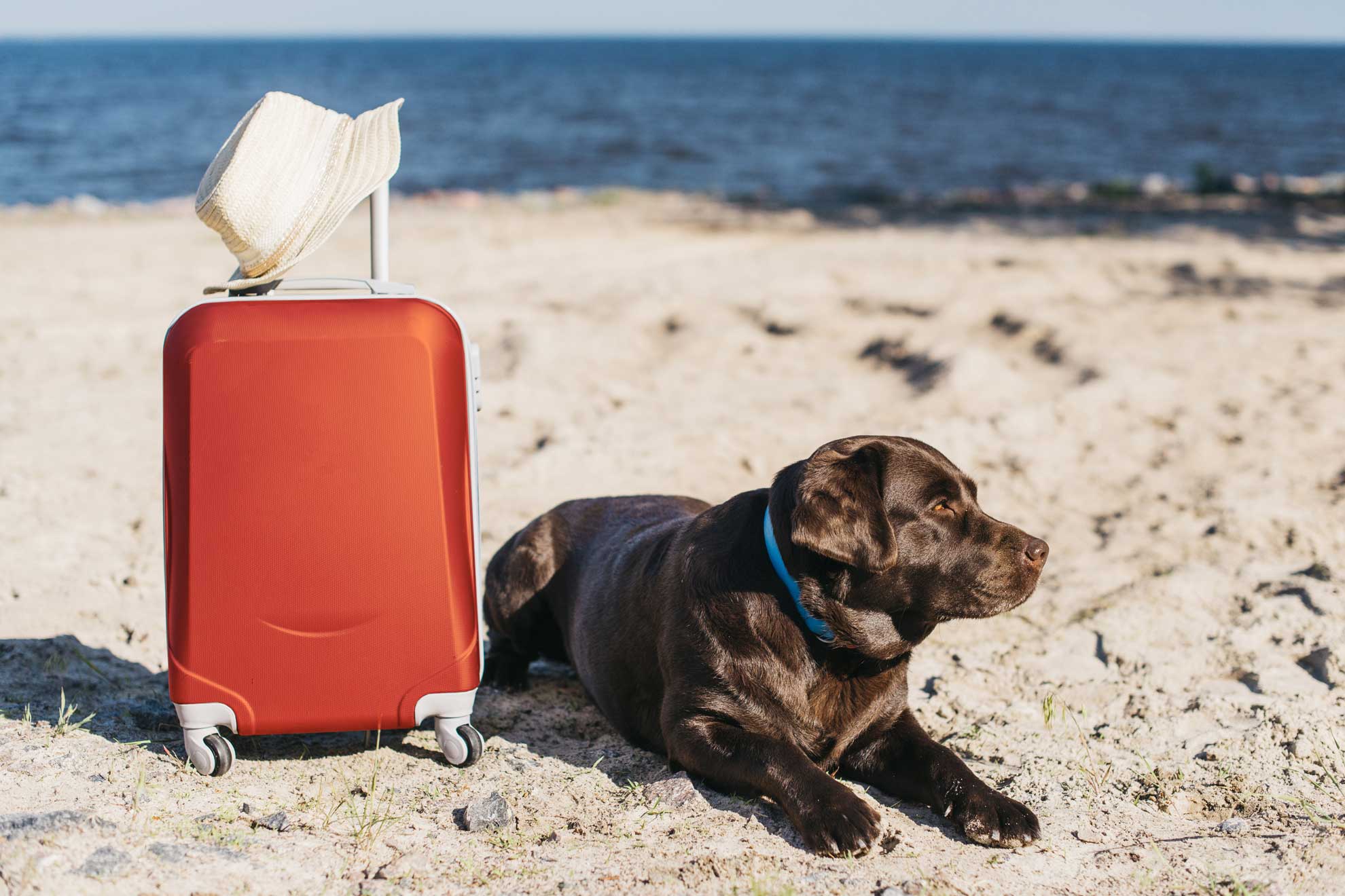 С кем можно оставить собак, если хозяин собирается в отпуск на несколько дней