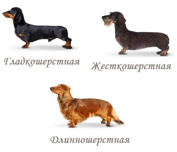 Такса — описание породы собаки от а до я