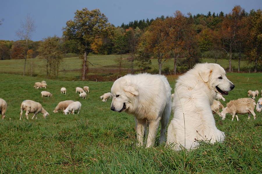 Маремма-абруццкая овчарка — фото, описание породы, особенности содержания и уход за собакой