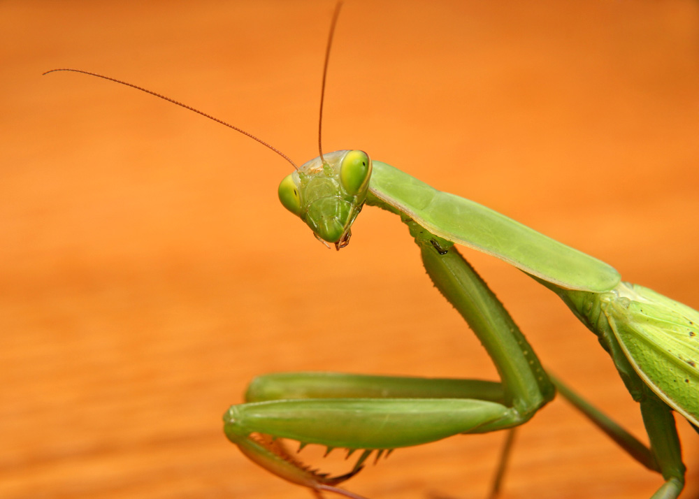 Кузнечик палочник. Богомол обыкновенный. Богомол Pseudempusa pinnapavonis.