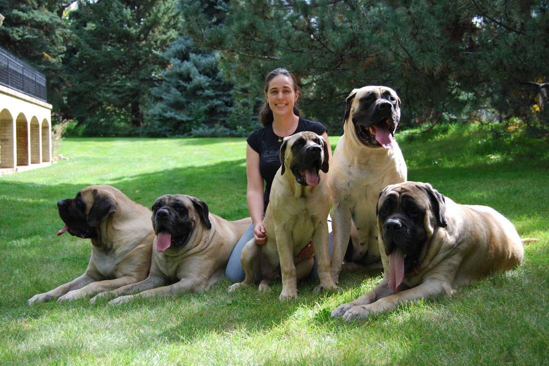 Самые большие в мире породы собак: описание и фото | все о собаках