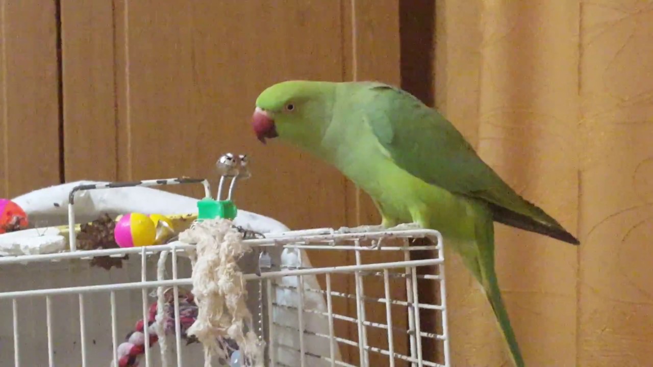Ожереловый попугай – интеллектуальный питомец