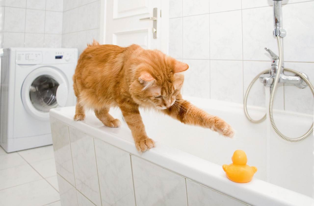 Как помыть кота, если он боится воды и царапается, как купать котенка в первый раз, почему кошки не любят воду, как часто их можно мыть