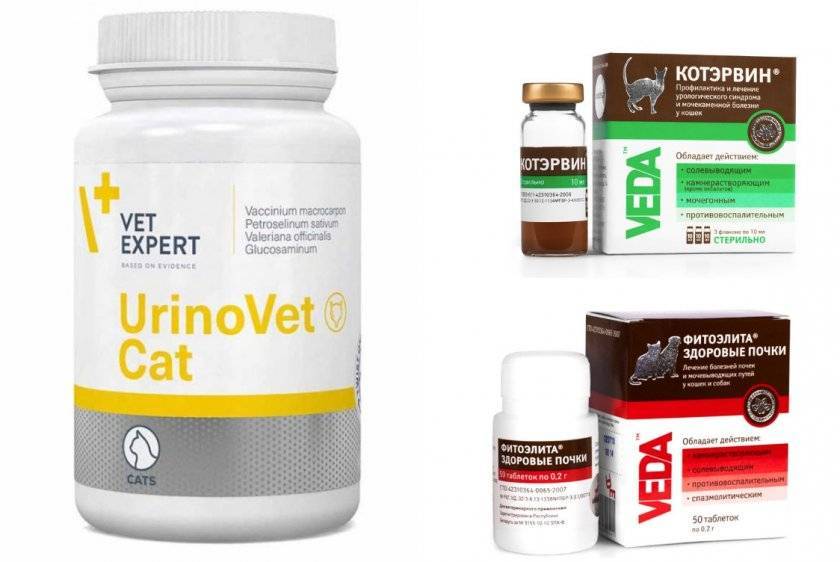 Как давать коту препарат «цистофан»?