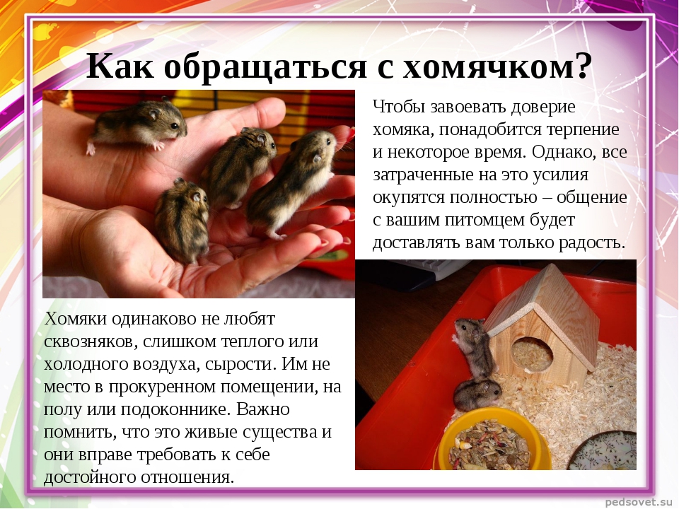 Чем можно кормить хомяка в домашних условиях