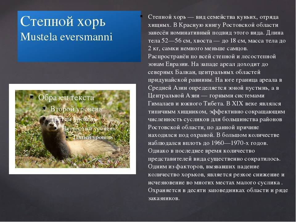 Хорек ???? описание животного, особенности, виды, образ жизни