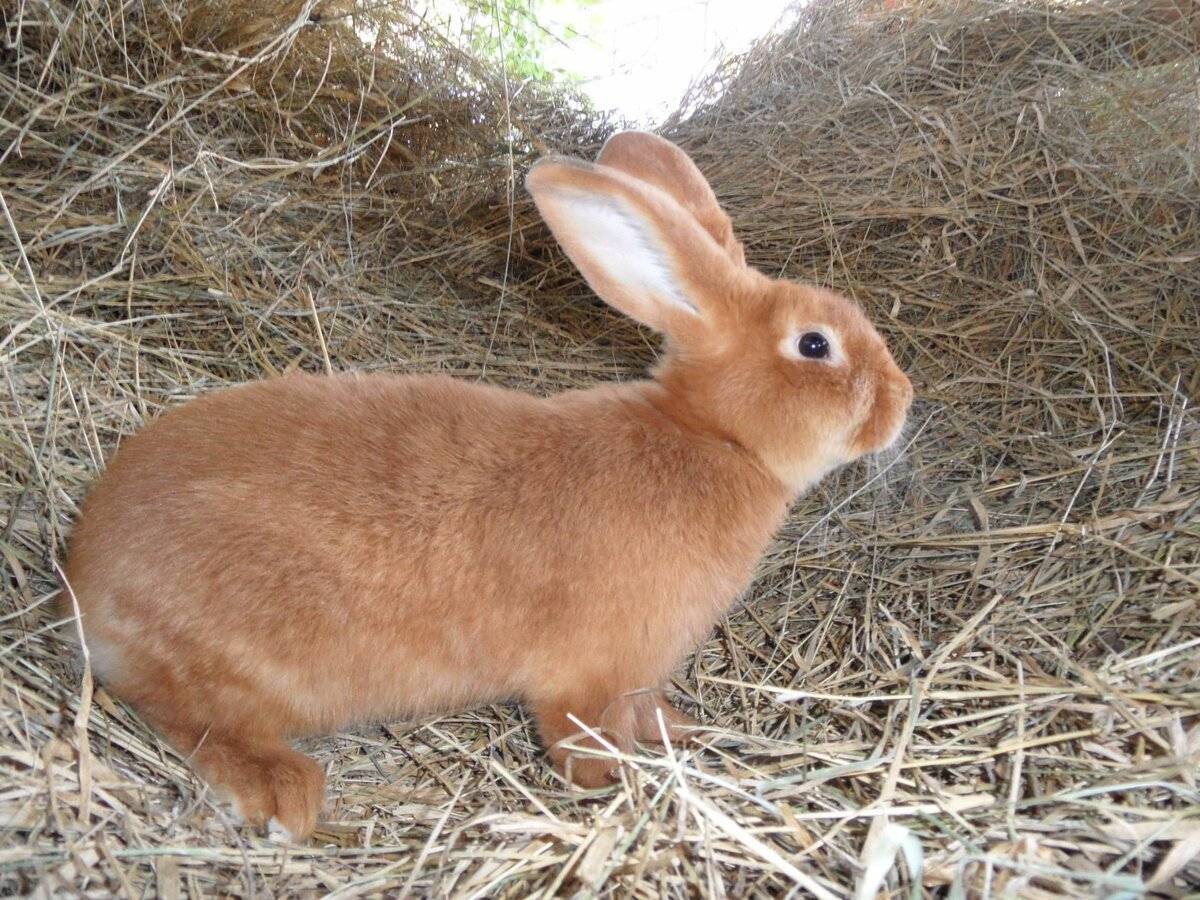 Самая полезная информация про новозеландскую породу кроликов