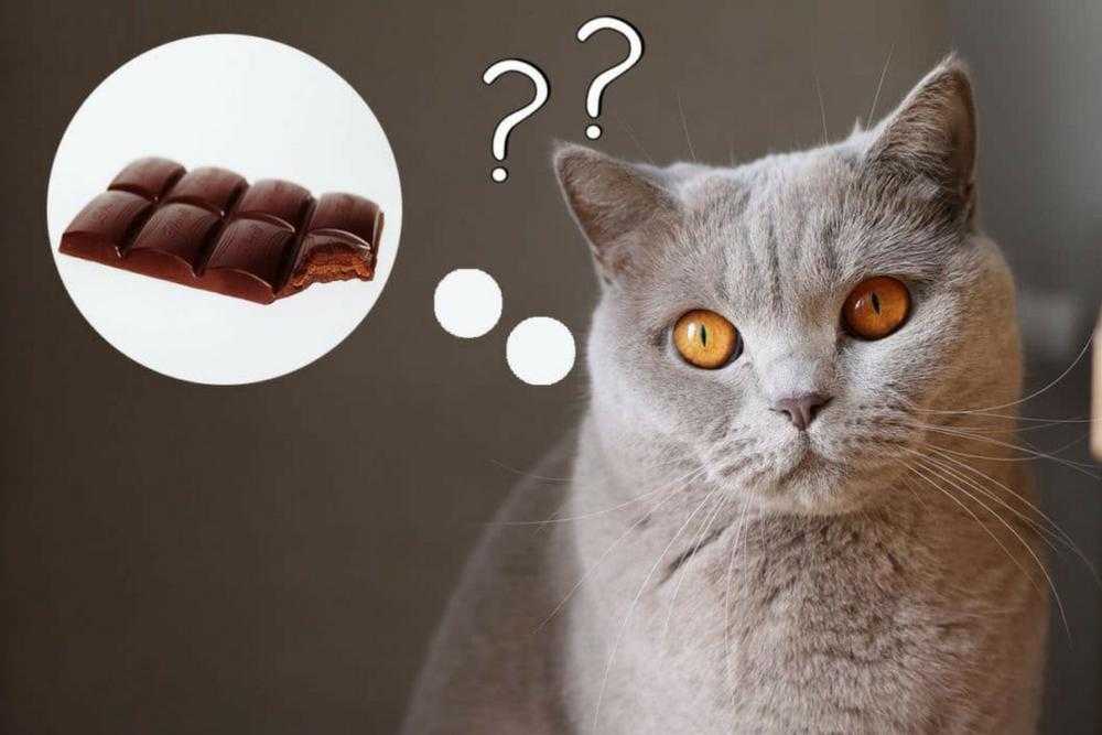 Могут ли кошки есть сладкое? ваша кошка сладкоежка?
