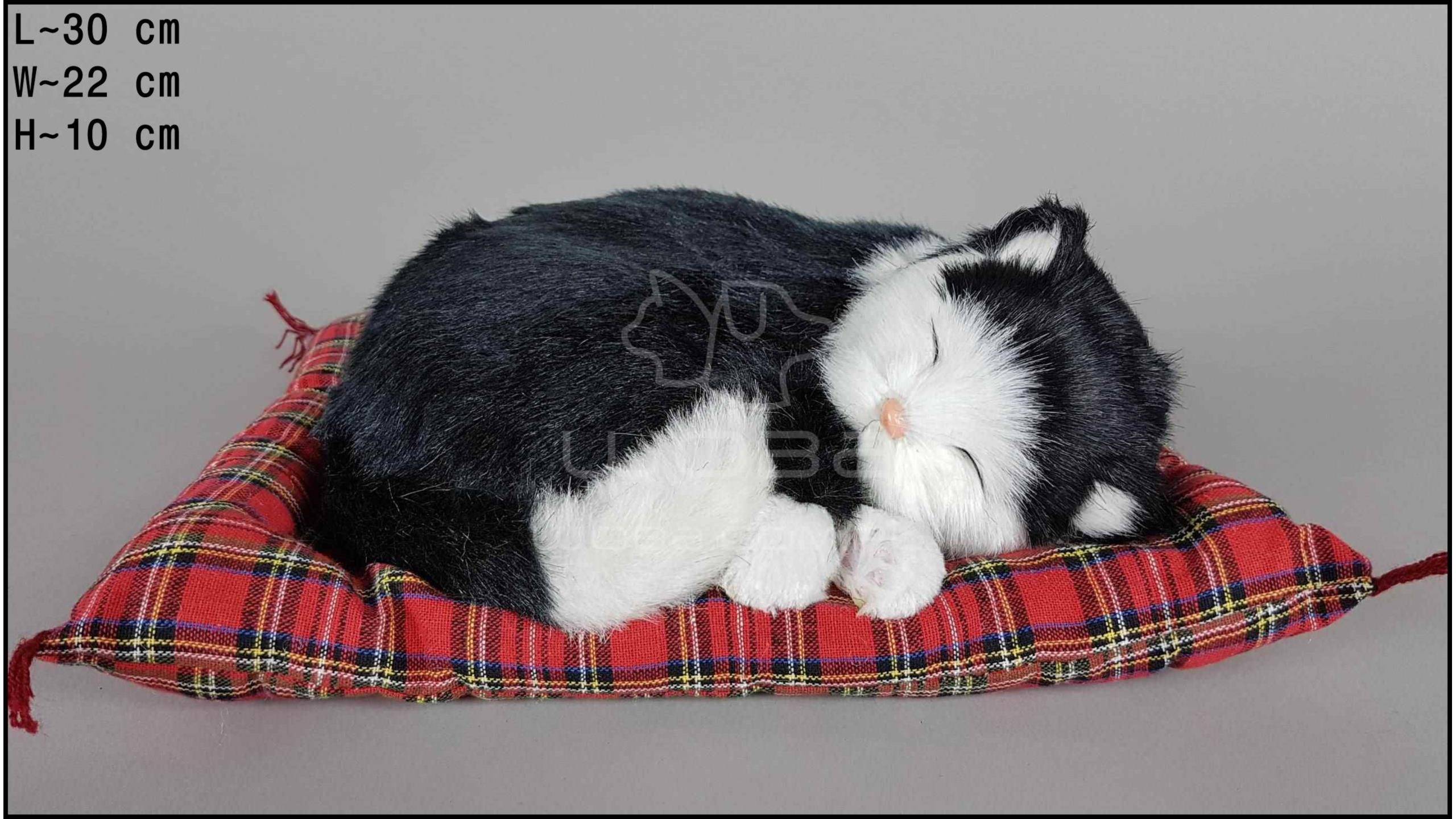 Народные приметы, почему кошка спит в вашей постели