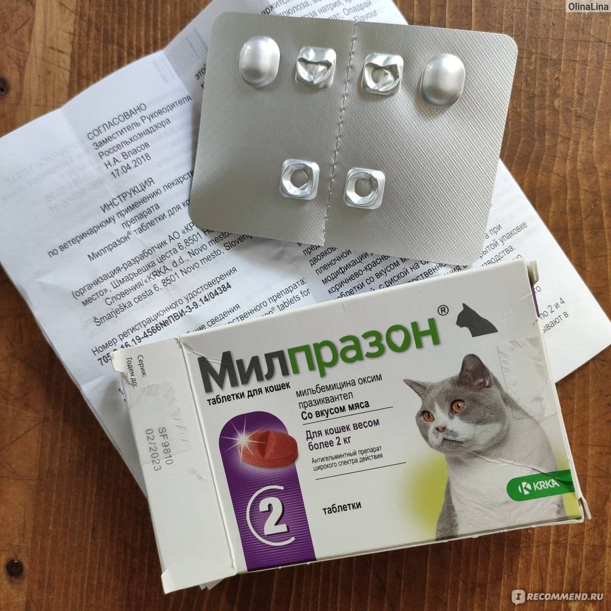 Милпразон или мильбемакс для кошек что лучше