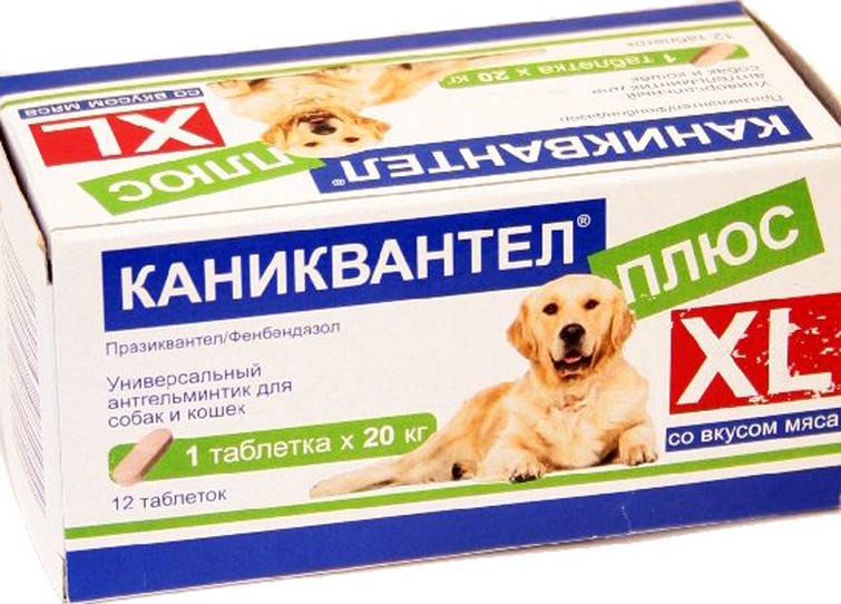 Каниквантел плюс для собак – эффективное средство для борьбы с глистами у собак