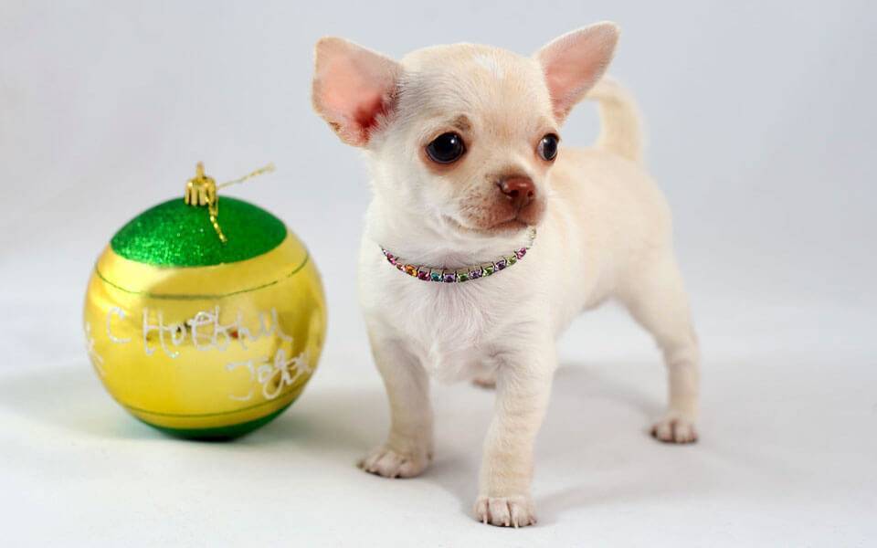 Топ самых маленьких пород собак в мире фото