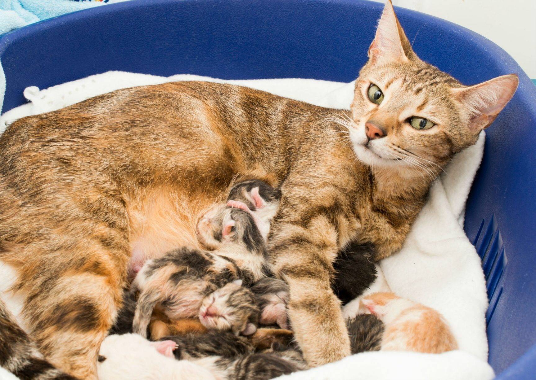 Когда у кошки появляется молоко после родов, что делать, если его нет, чем кормить котят?