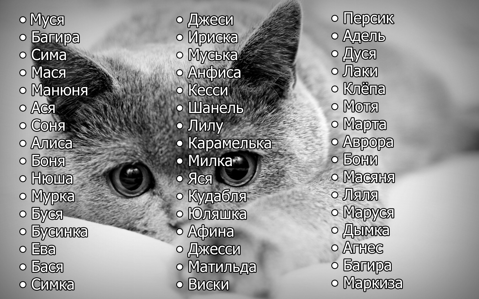 Волшебные имена для трехцветной кошки