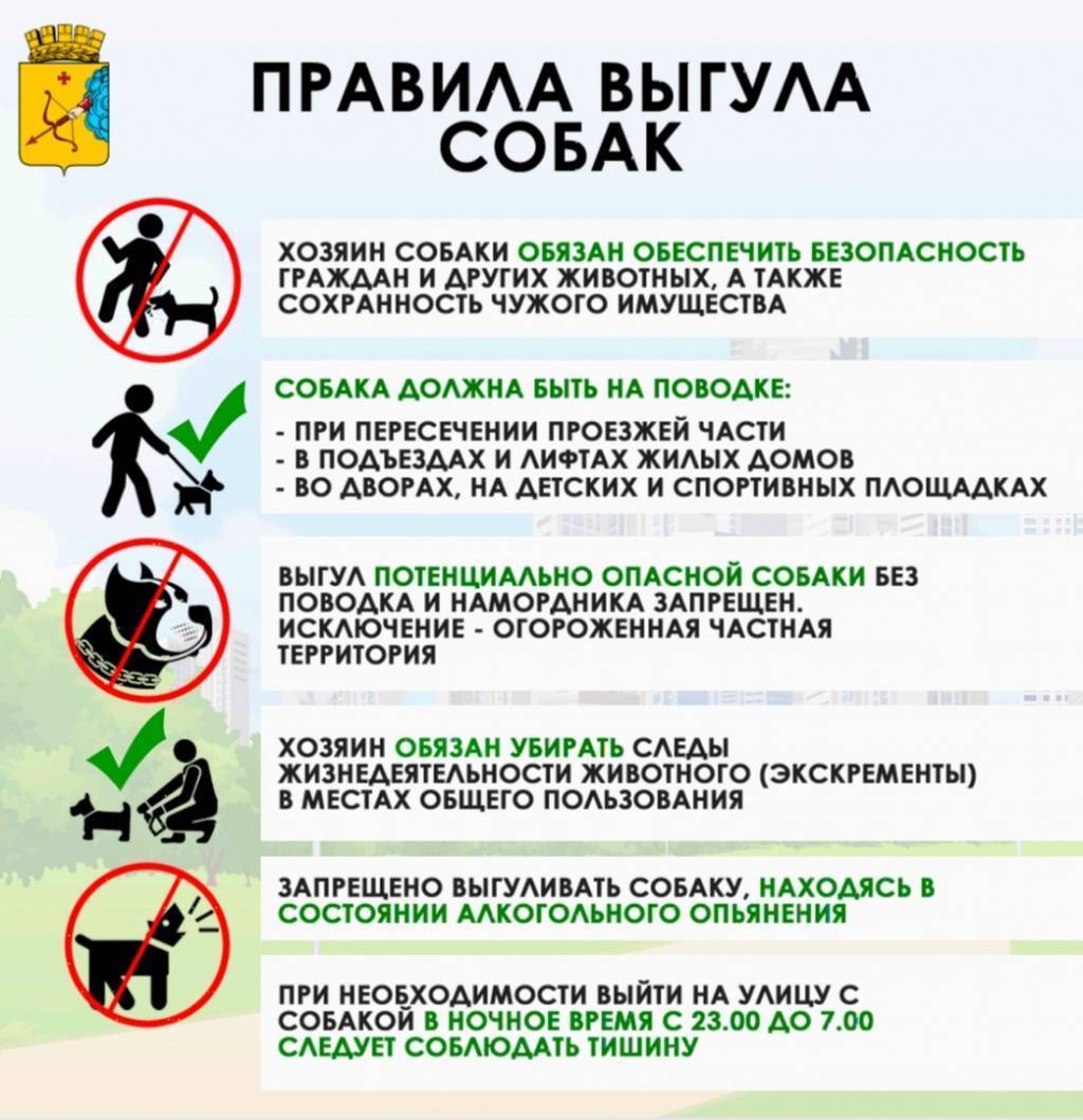 Правила выгула собак: закон в 2022 году в россии, штраф, запрещенные места, можно ли гулять без намордника и поводка в городе, в неположенном месте