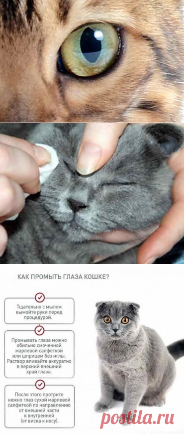 Чем промывать глаза кошке: какие растворы использовать и как проводить процедуру?