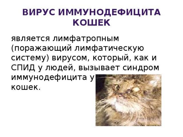 Вирусный иммунодефицит кошек. симптомы, лечение в беларуси