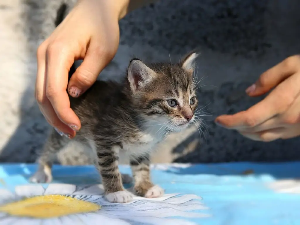 Как ухаживать за котенком 1 месяц. Бездомные котята в городе Приморск как помочь.