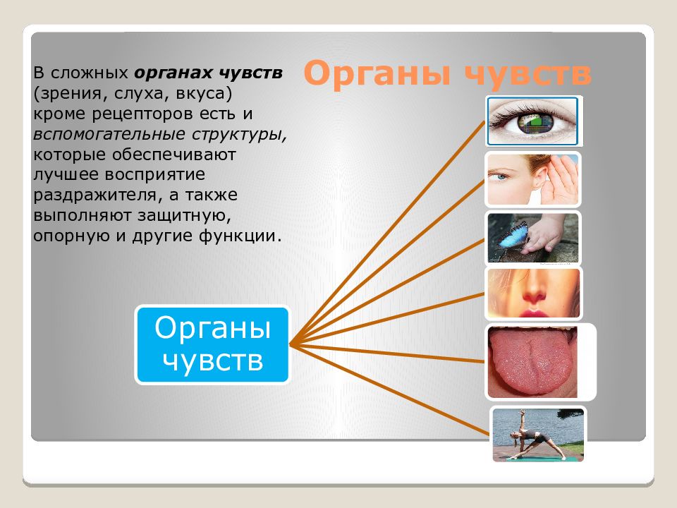 Насколько умны хомяки?  вот что говорит наука — амалама | питомцы | животные | собаки | кошки