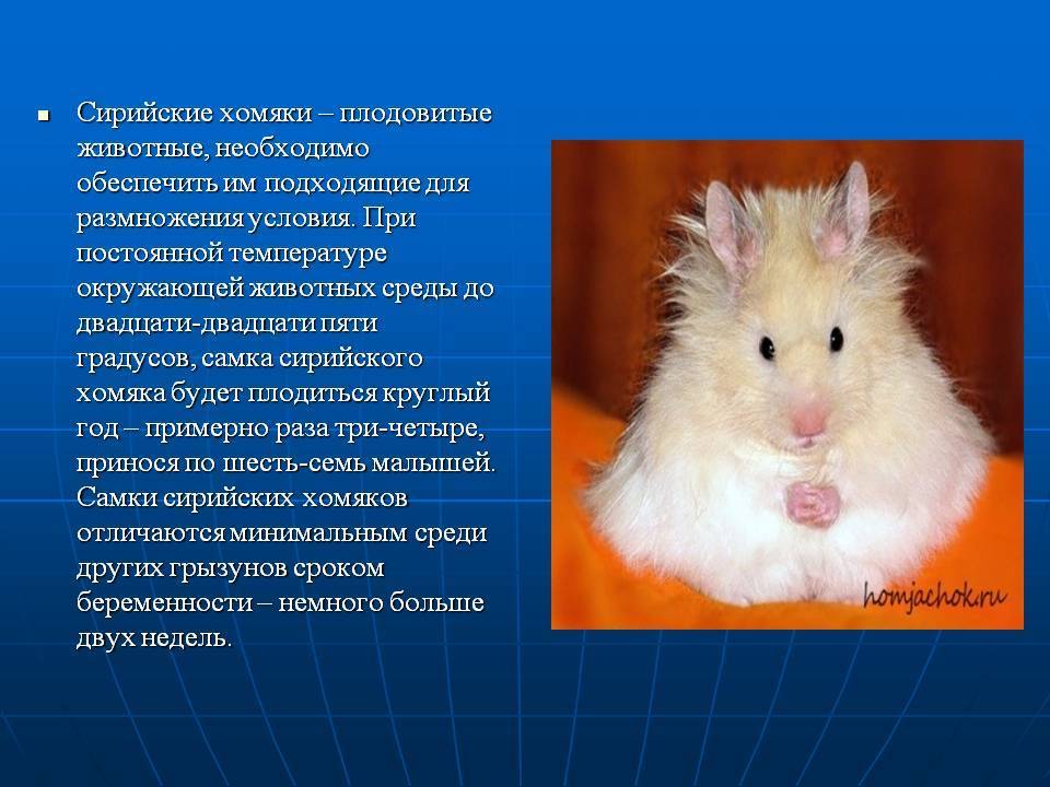 Ангорский хомяк: сколько живут, уход и содержание, фото, чем кормить - zoosecrets