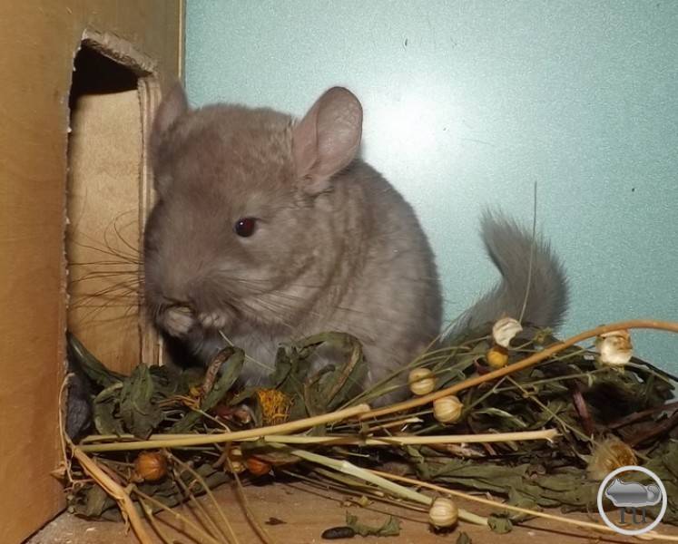 Чем кормить шиншиллу в домашних условиях: что можно и нельзя есть