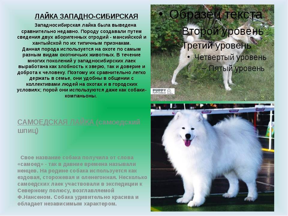 Восточносибирская лайка - 110 красивых фото внешнего вида и описание