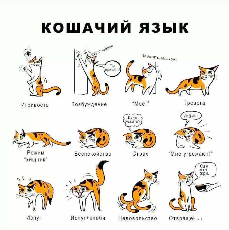ᐉ как понять кошачий язык? - ➡ motildazoo.ru