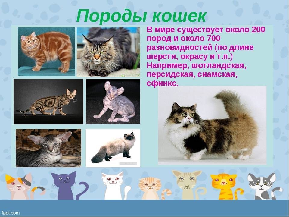 Сколько пород кошек существует в мире? сколько видов кошек существует в мире? сколько всего пород кошек в мире.