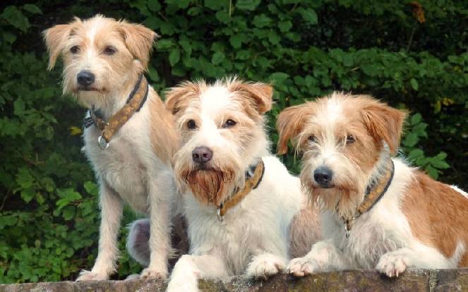 Кромфорлендер — маленький немецкий компаньон | породы собак | povodok.by - журнал о собаках