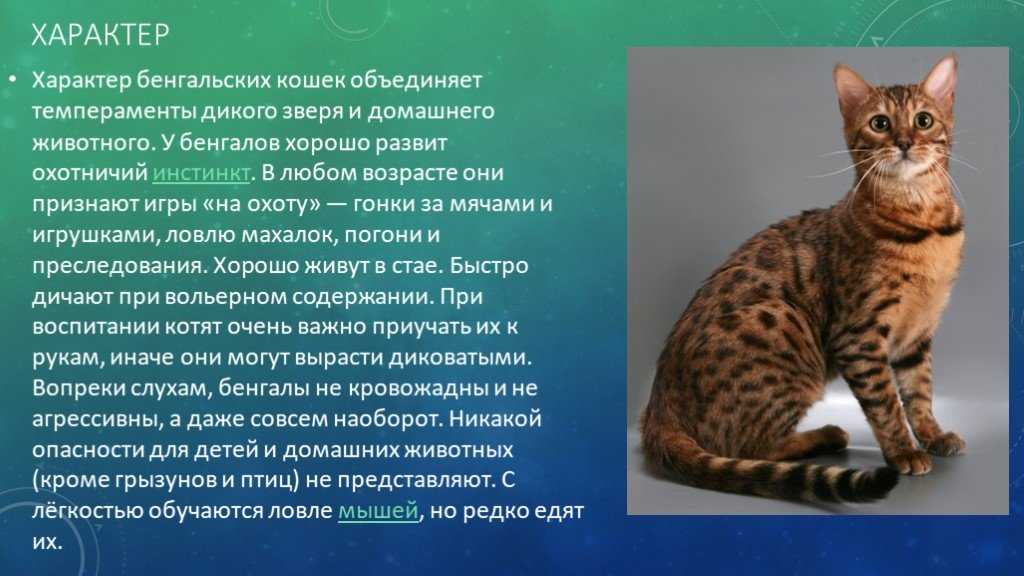 Оцикет кошка: описание, подходит ли вам по 4 пунктам