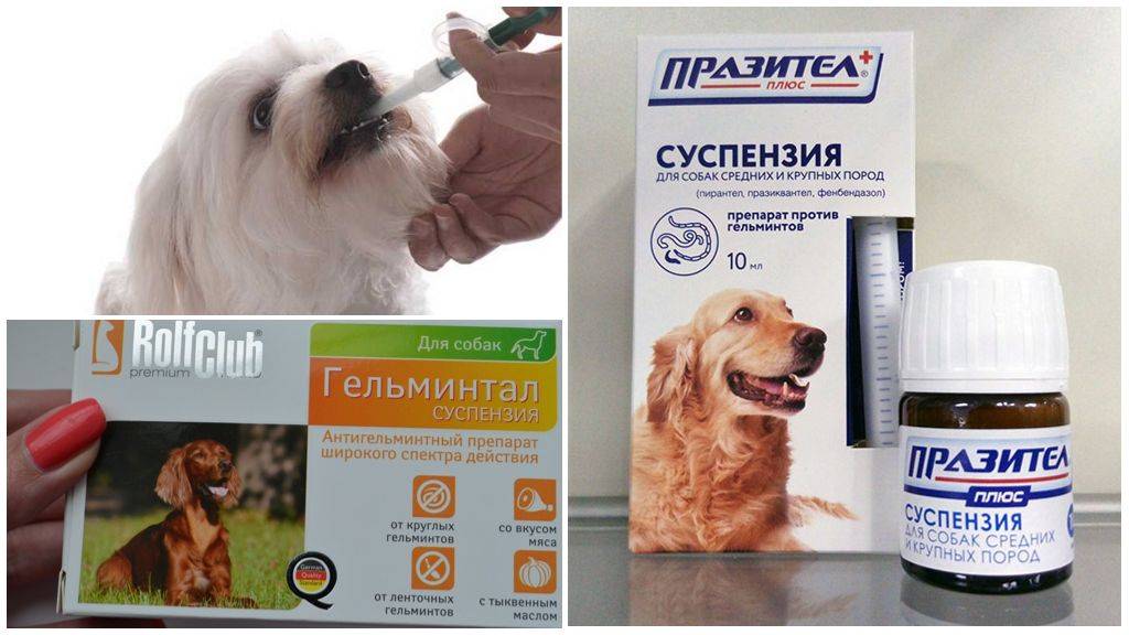 ᐉ собаку укачивает в машине что делать - причины и какие таблетки можно дать - zoovet24.ru