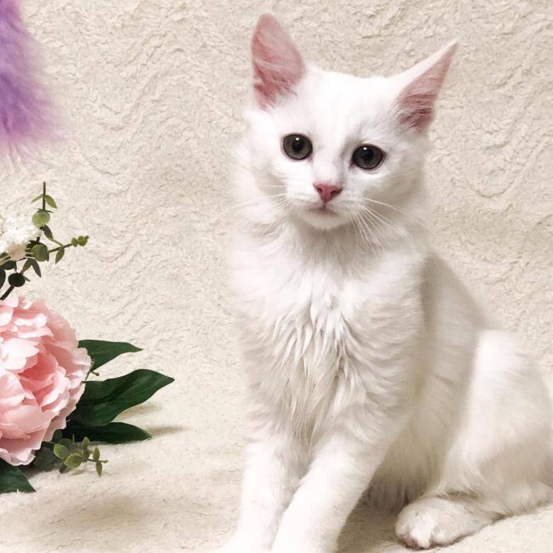 Белые кошки с голубыми глазами