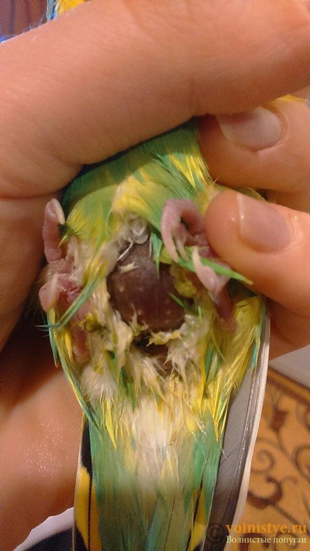 Признаки и лечение поноса у волнистого попугая в домашних условиях