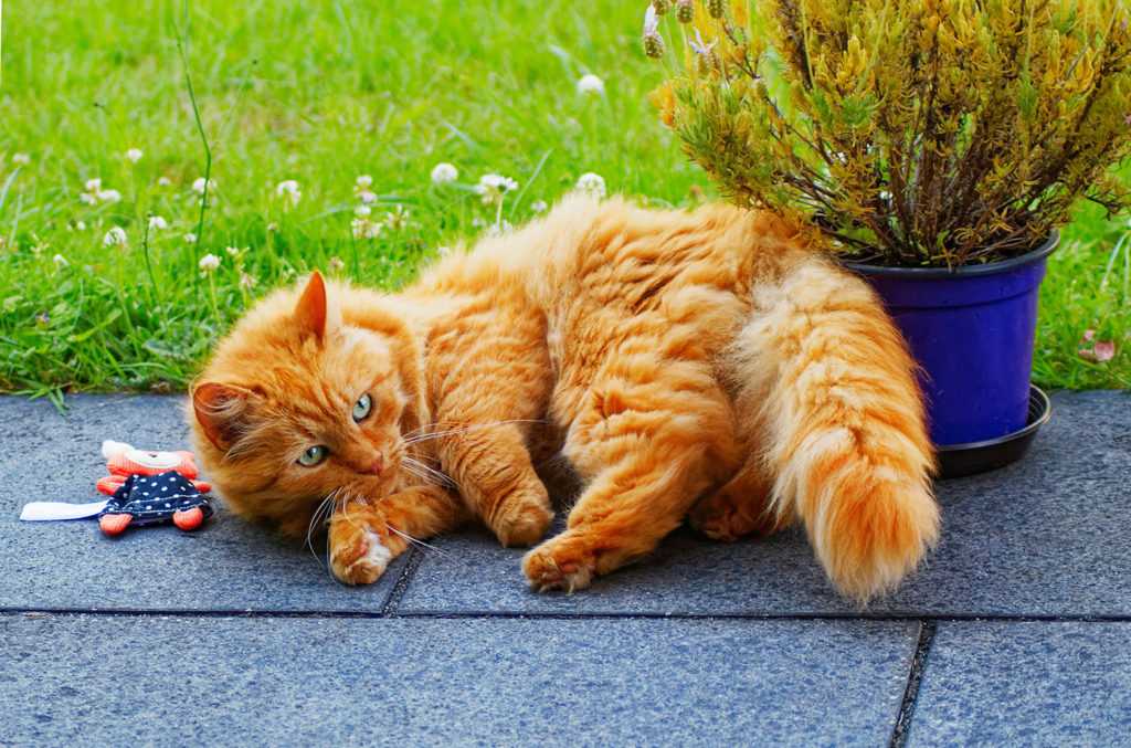 Приметы и суеверия про рыжих котов