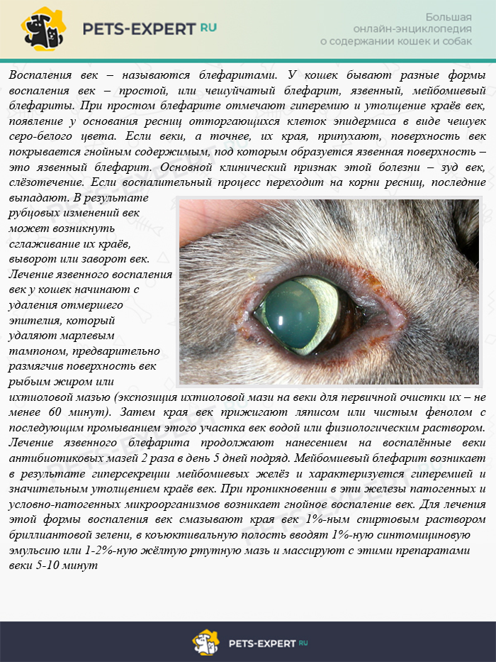 Заболевания глаз у кошек: симптомы, лечение, фото, причины - zoosecrets