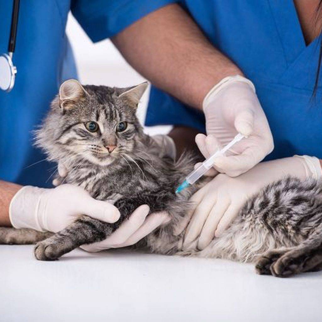 Кошка в ветеринарной клинике. Кошка в ветклинике. Ветеринар усыпить кошку
