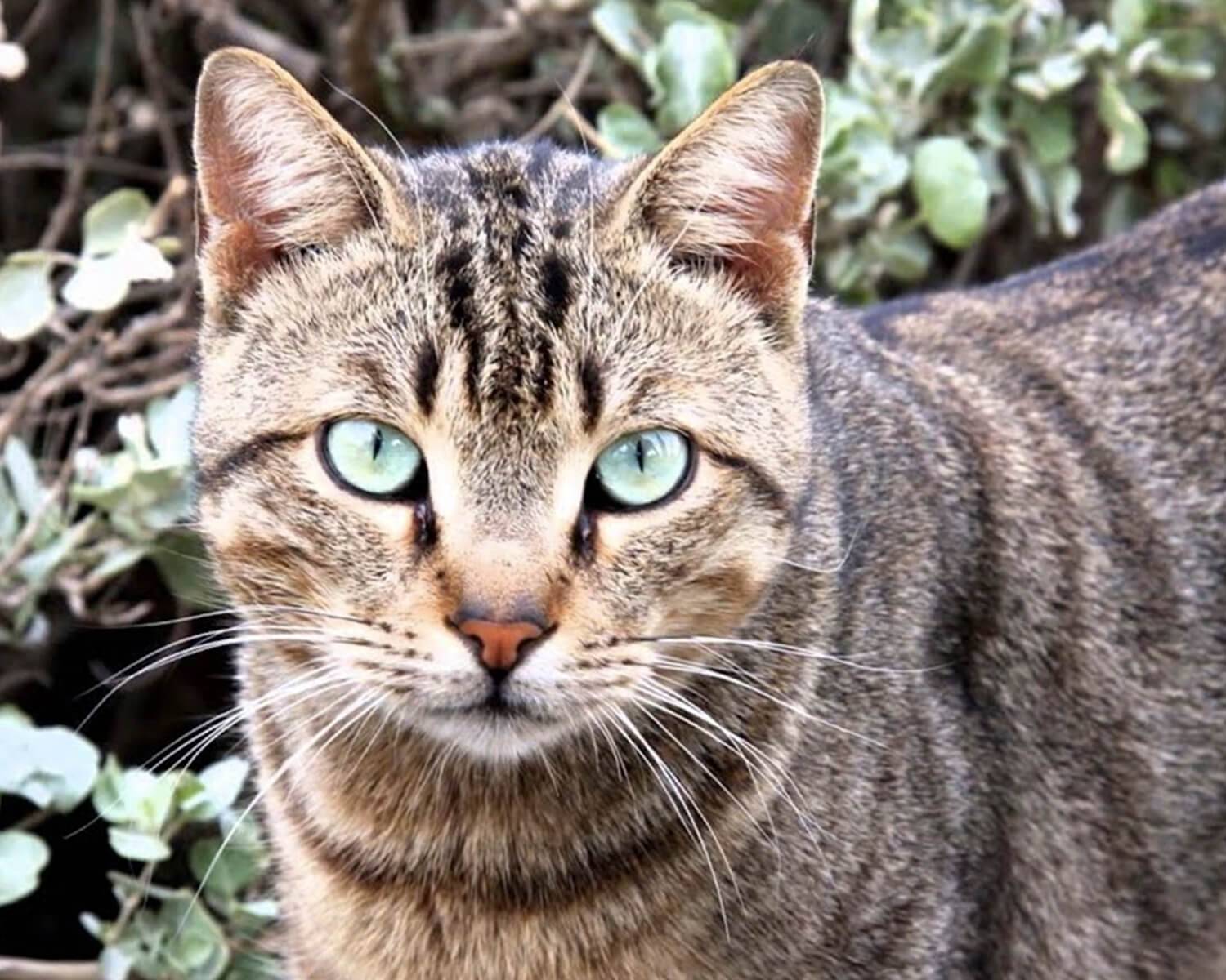 Кошачья экзотика: китайская кошка дракон ли хуа