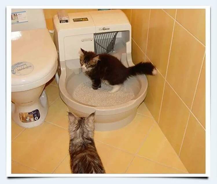 Кот не может сходить в туалет: что делать, как помочь в домашних условиях